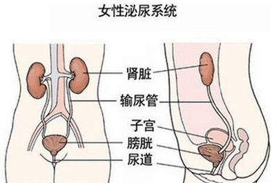 尿道感染是怎么回事