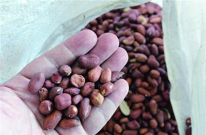 黄曲霉素是什么