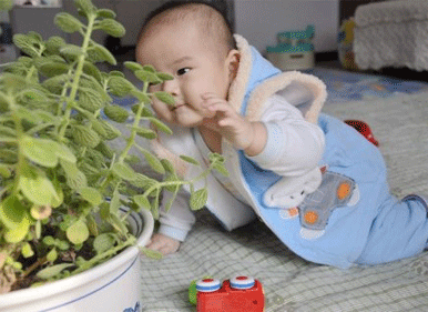 八个月宝宝发育标准