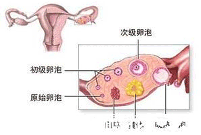卵泡发育不好怎么办