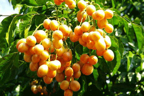 孕妇可以吃黄皮吗