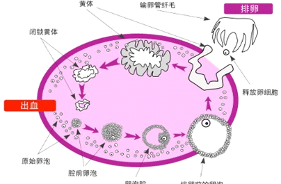卵泡多大可以受孕