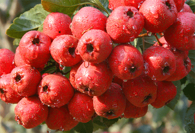 孕妇可以吃山楂吗