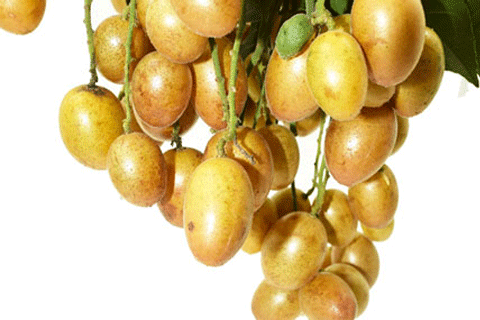 孕妇吃黄皮注意事项