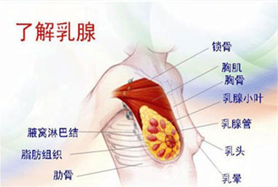 乳腺增生按摩有用吗