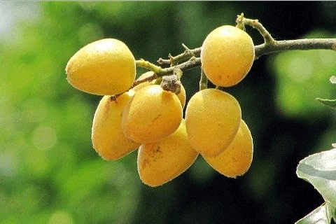 孕妇可以吃黄皮吗